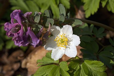 22 - Dymnivka a sasanka