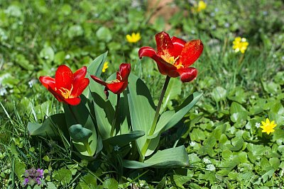 22 - Tulipán kyperský