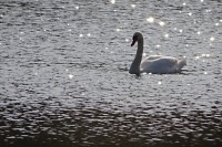 Zakletá ve stříbře