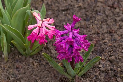 23 - Hyacint východní