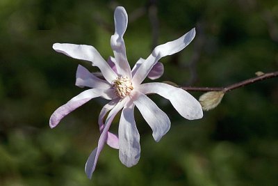 23 - Šacholan hvězdicovitý