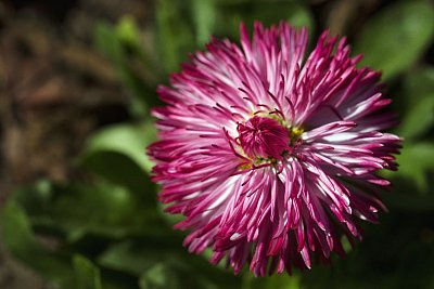 24 - Sedmikráska chudobka