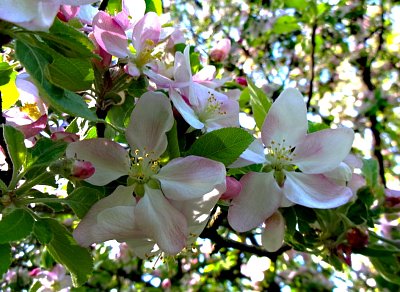 Jaro už nám vládne
