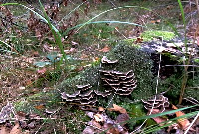 Letos poprvé na houbách