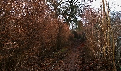 Džunglí jdeme po hlase pejsků *