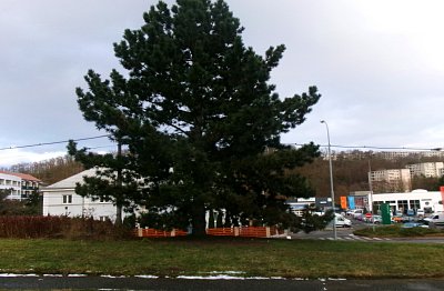 Pořád ještě rostu. * foceno 3.1.26