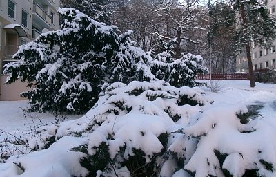 Dopolední nadílka * foceno dopoledne před domem