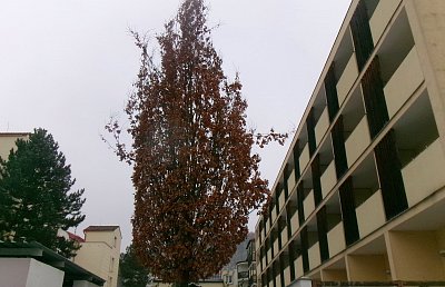 Zapomenutý podzim s listím. foceno u domova důchodců.