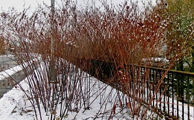 Paní zima si ráda maluje*