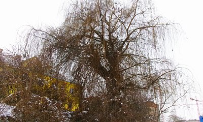 Až já budu zelená, jsem totiž vrba* foceno 31.1.26  odpoledne