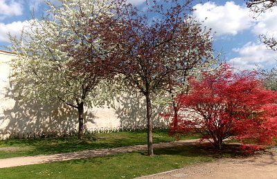 Jaro v plném květu. *