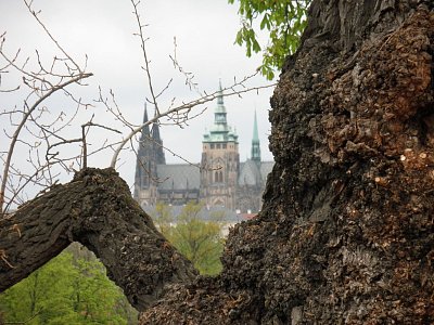25 Katedrála vykukuje za starým kaštanem na Žofíně.