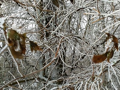 26. Vysoko ve větvích