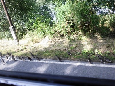 Pochod malých kačenek