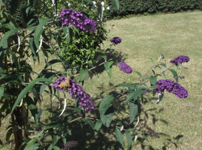 Barvy vrcholného léta