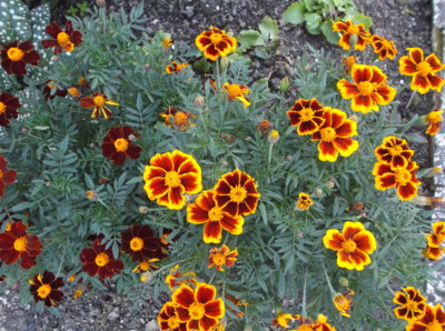 Barvy vrcholného léta