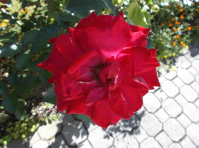 Barvy vrcholného léta