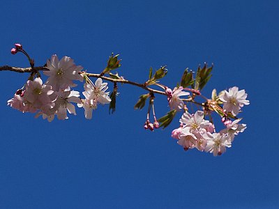 28 - Višeň chloupkatá