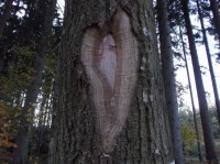 I stromy může bolet srdce