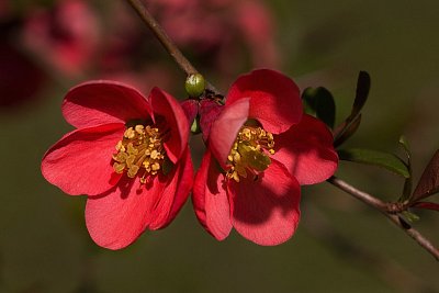 29 - Kdoulovec japonský