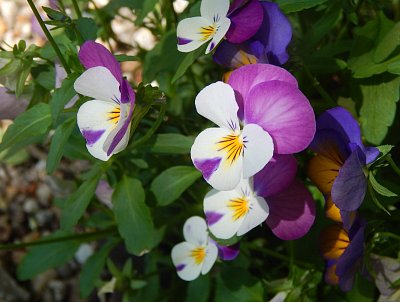 Barevná hřbitovní ozdoba