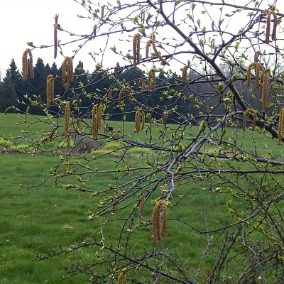 Zelená barva ve variantách