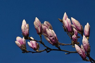 30 - Šacholan liliokvětý