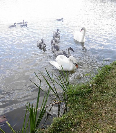 Labutě v zámecké jezírku