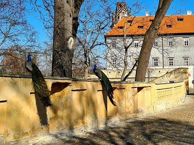 Dnes se rozevřeného chvostu nedočkáte