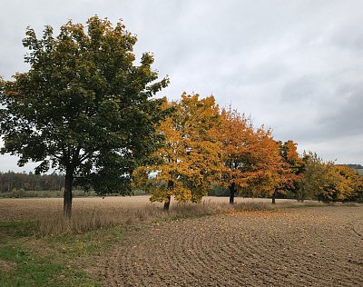 Podzimní alejí do Rašovic