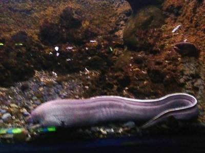 34. V temných prostorách jsou mírně nasvícené krásné i velké živé ryby.