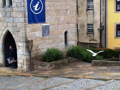 37. Již se informoval (pán i racek)