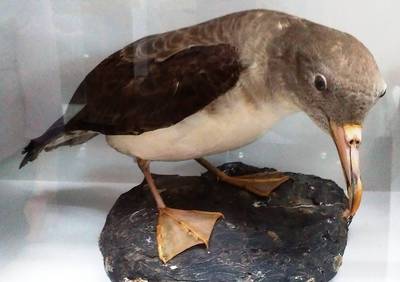 38. Já mám taky dlouhý zobák, k tomu ještě hodně silný, podívejte!