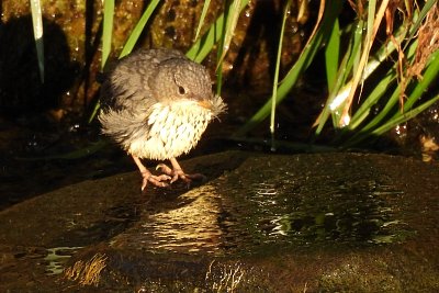 Malý skorec předčasně vylétl z hnízda