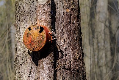 V lese se najdou věci...