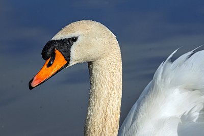 Portrét labuťáka...