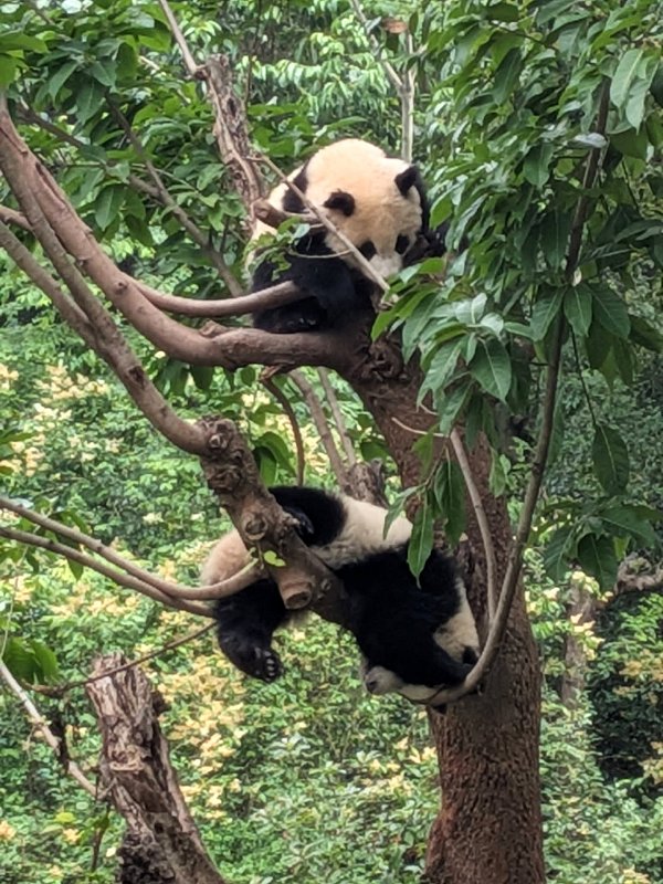 cina-pandy.jpg
