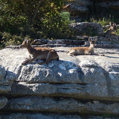 Jsou v klidu i před objektivem