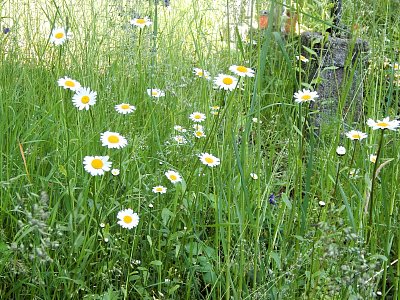 Poetické zarůstání hrobu