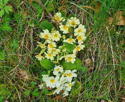 Prvosenka jarní u cesty
