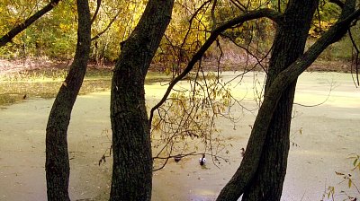 4. pokratický zarostlý rybník