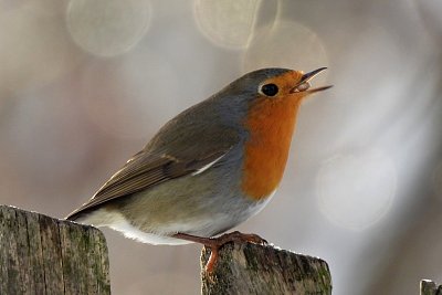 Kdepak ty ptáčku hnízdo máš?