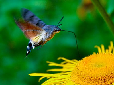 Vzácná návštěva aneb když přilétly dlouhonosky