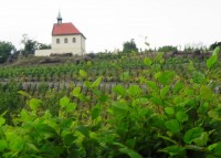Kostelík a Vinice sv. Kláry