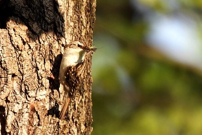 U šoupálků se začalo krmit