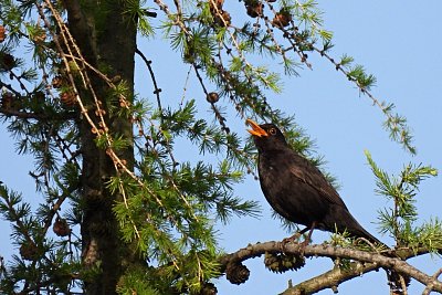 Kos ještě ladí písničku