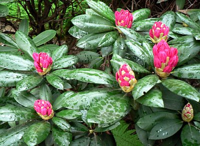 Kapky na rododendronu