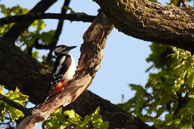 Strakapoud, doktor stromů