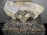 Z velké mušle jsou stovky knoflíčků