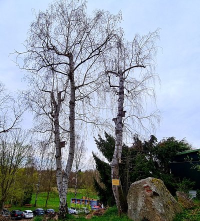 Tři věnované břízy